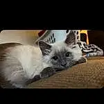 Cat, Carnivore, Felidae, Grey, Comfort, Small To Medium-sized Cats, Whiskers, Fawn, Couch, Furry friends, Tail, Musical Instrument, Paw, Thai, Photo Caption, Balinese