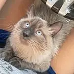 Cat, Eyes, Felidae, Carnivore, Small To Medium-sized Cats, Whiskers, Fawn, Siamese, Snout, Birman, Furry friends, Box, Ragdoll, Claw, Chair, Terrestrial Animal, Sitting