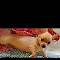 Name Chihuahua Dog Chi-chi