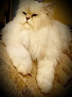 Name Persian Cat Davinci