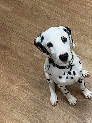 Name Dalmatian Dog Benelli