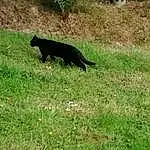 Plant, Cat, Felidae, Dog breed, Carnivore, Grass, Small To Medium-sized Cats, Terrestrial Animal, Groundcover, Grassland, Tree, Tints And Shades, Tail, Lawn, Raven, Pasture, Crow-like Bird, Canidae, Black cats