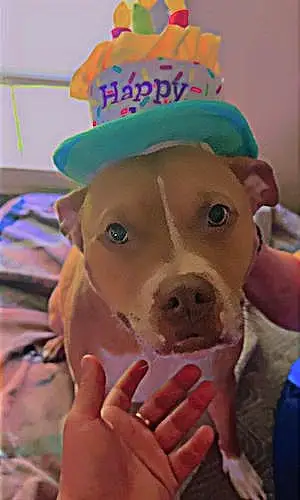 Name Pit Bull Terrier Dog Dior