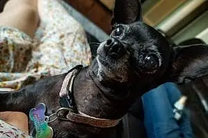 Name Chihuahua Dog Bibi