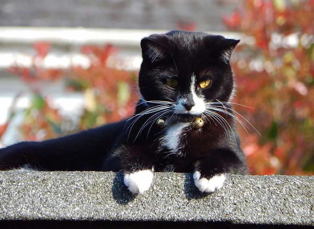 Cat, Black, Black cats, Whiskers, Fauna, Kitten, Domestic short-haired cat, European Shorthair