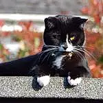 Cat, Black, Black cats, Whiskers, Fauna, Kitten, Domestic short-haired cat, European Shorthair