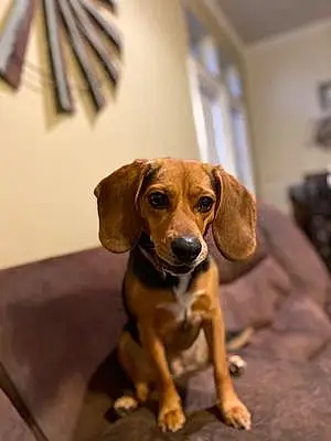 Name Beagle Dog Aggie