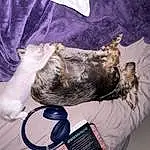 Dog, Dog breed, Carnivore, Gesture, Comfort, Companion dog, Small To Medium-sized Cats, Felidae, Whiskers, Canidae, Furry friends, Tail, Schnauzer, Collar, Guard Dog, Paw, Nap