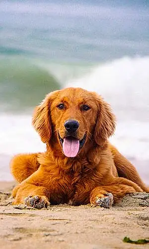 Golden Retriever Dog Winston