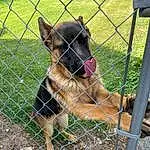 Dog, Dog breed, Fence, Carnivore, Mesh, Wire Fencing, German Shepherd Dog, Fawn, Pet Supply, Dog Supply, Snout, Chain-link Fencing, Old German Shepherd Dog, Terrestrial Animal, King Shepherd, Canidae, Animal Shelter, Companion dog, Cage
