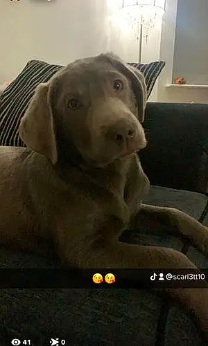 Name Labrador Retriever Dog Buddie