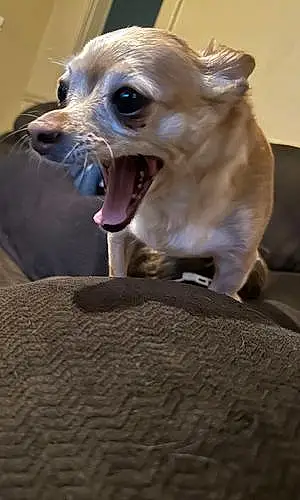 Name Chihuahua Dog Princess