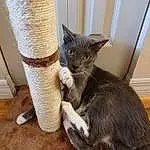 Cat, Window, Wood, Felidae, Grey, Carnivore, Comfort, Fawn, Whiskers, Small To Medium-sized Cats, Tail, Furry friends, Domestic Short-haired Cat, Hardwood, Cat Supply, Curtain, Thread, Claw, Wool, Linens