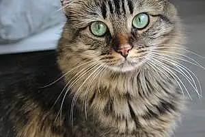 Name Tabby Cat Delilah