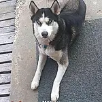 Dog, Siberian Husky, Sled Dog, Alaskan Malamute, East Siberian Laika, Alaskan Klee Kai, Shikoku