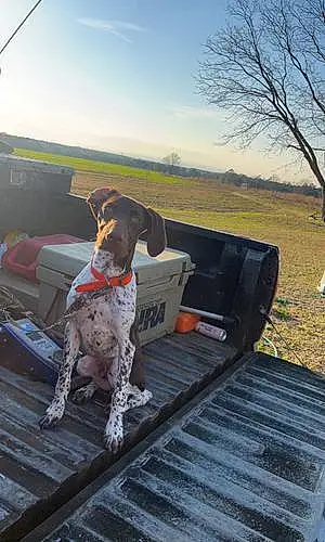 Name German shorthaired pointer Dog Fisher