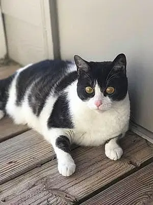 Name Tabby Cat Estrella