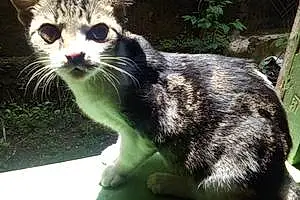 Name Javanese Cat Chiko