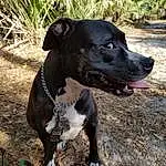 Dog, Dog breed, Terrier, American Pit Bull Terrier, Staffordshire Bull Terrier, Pit Bull