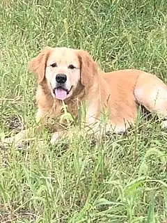 Golden Retriever Dog Scout