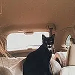 Cat, Comfort, Felidae, Carnivore, Small To Medium-sized Cats, Whiskers, Tints And Shades, Automotive Design, Automotive Exterior, Sitting, Tail, Linens, Furry friends, Room, Windshield, Auto Part, Domestic Short-haired Cat, Car Seat, Window, Vehicle