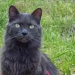 Cat, Black cats, Fauna, Whiskers, Nebelung, Domestic long-haired cat, Domestic short-haired cat, Wild cat