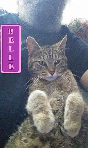 Name Cat Belle