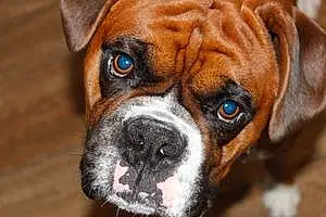 Boxer Dog Liam