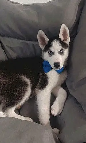 Name Husky Dog Azul