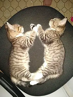 Egyptian Mau Cat Riley And Riker