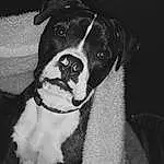Dog, Black, White, Black and white, Black & White, Monochrome, Boston Terrier, Puppy