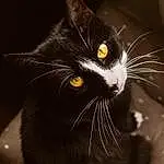 Cat, Black cats, Black, Whiskers, Nose, Macro Photography
