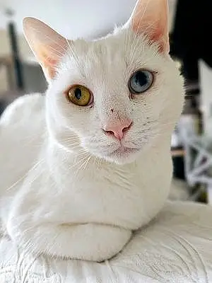 Name Siamese Cat Fynn