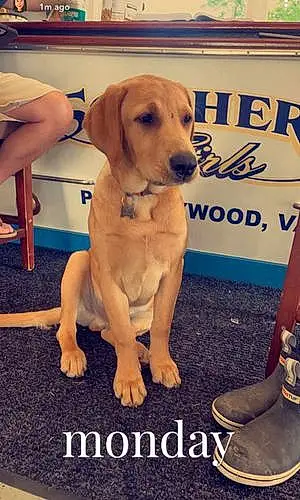 Name Labrador Retriever Dog Benelli