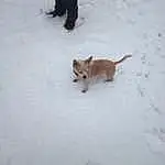 Snow, Dog breed, Cat, Carnivore, Felidae, Small To Medium-sized Cats, Fawn, Tail, Snout, Freezing, Winter, Event, Canidae, Furry friends, Companion dog, Slope, Whiskers, Precipitation