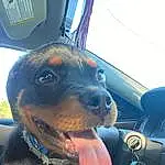 Dog, Dog breed, Carnivore, Collar, Sky, Fawn, Car, Vehicle, Companion dog, Working Animal, Snout, Steering Wheel, Dog Collar, Vehicle Door, Electric Blue, Whiskers, Windshield, Head Restraint, Furry friends