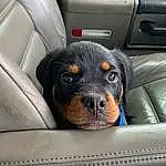 Dog, Vehicle, Car, Dog breed, Vroom Vroom, Carnivore, Car Seat Cover, Automotive Design, Fawn, Vehicle Door, Companion dog, Automotive Exterior, Car Seat, Auto Part, Snout, Head Restraint, Personal Luxury Car, Family Car, Luxury Vehicle