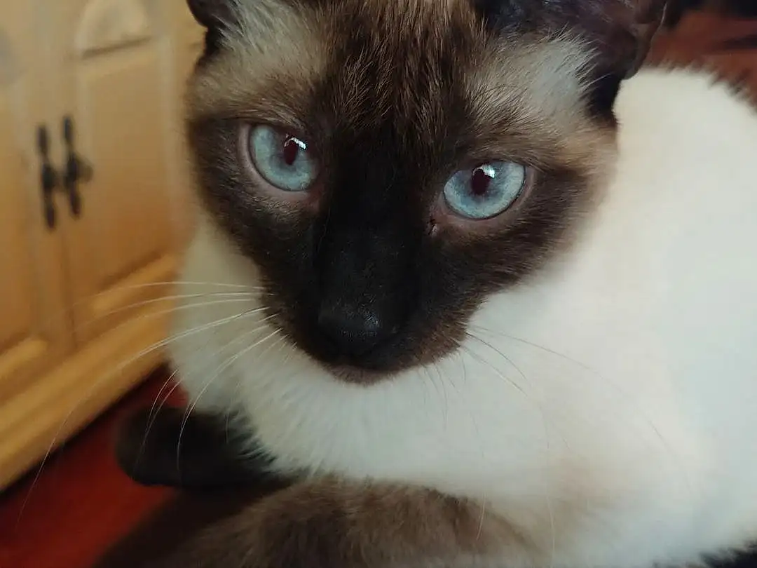 Cat, Siamese, Thai, Whiskers, Eyes, Domestic short-haired cat, Furry friends, Snout, Balinese, Tonkinese, Kitten, Snowshoe
