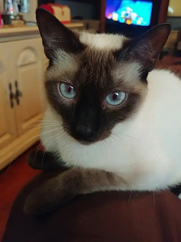 Cat, Siamese, Thai, Whiskers, Eyes, Domestic short-haired cat, Furry friends, Snout, Balinese, Tonkinese, Kitten, Snowshoe