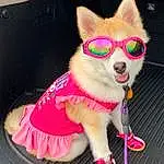 Party Hat, Dog, Sunglasses, Dog breed, Dog Supply, Carnivore, Pink, Companion dog, Fawn, Eyewear, Collar, Dog Clothes, Magenta, Snout, Tail, Whiskers, Furry friends, Dog Collar, Working Animal, Fashion Accessory