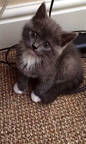 Name British Shorthair Cat Bella-boo