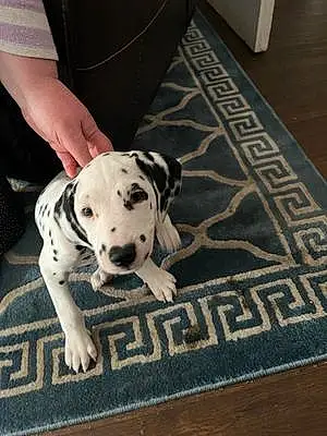 Name Dalmatian Dog Freckles
