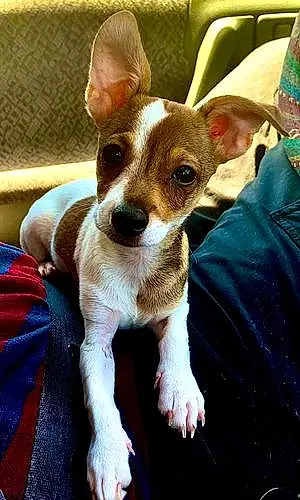 Name Chihuahua Dog Augie