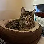 Cat, Felidae, Carnivore, Small To Medium-sized Cats, Grey, Whiskers, Cat Supply, Comfort, Furry friends, Domestic Short-haired Cat, Automotive Tire, Cat Bed, Pet Supply, Window, Terrestrial Animal, Box, Tail