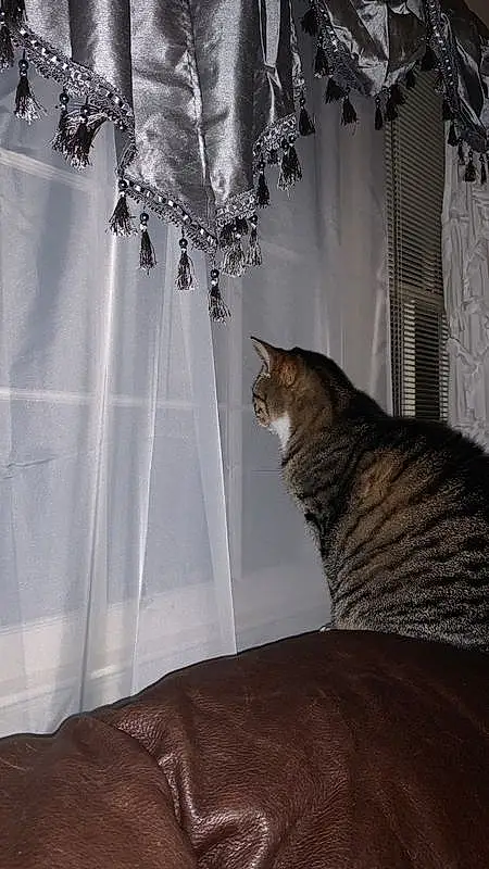 Cat, Curtain, Felidae, Whiskers, Small To Medium-sized Cats, Interior Design, Window Treatment, Carnivore, Window Covering, Textile, Window, Room, Tail, Fawn, Tabby cat, Domestic Short-haired Cat