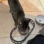 Cat, Felidae, Small To Medium-sized Cats, Whiskers, Domestic Short-haired Cat, Carnivore, European Shorthair, Tail, Ocicat