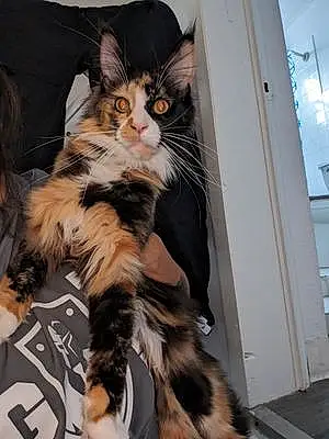 Name Maine Coon Cat Fifi