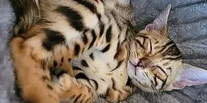 Name Bengal Cat Bobbi