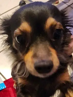 Name Chihuahua Dog Georgia