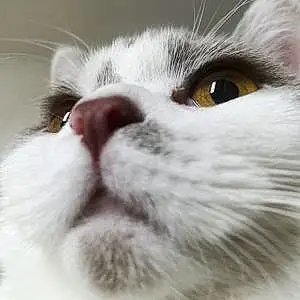Name British Shorthair Cat Cora